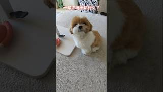 今日一緒に埼玉に行く？ #シーズー #shihtzu #dog #犬 #shorts