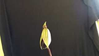 Paphiopedilum orchid timelapse (Paph supersuk eureka x paph raisin pie hsinying)