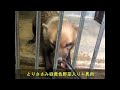 ヤブイヌ デンマルちゅーるチャレンジ3 20220810 does bush dog s denmaru eat churu