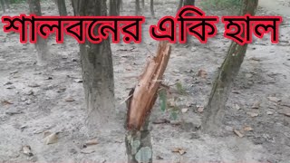 শালবনের একি  হাল !  দৈখাওয়া, হাতীবান্ধা, লালমনিরহাট | Shalbon  Doikhawa  Hatibandha  Lalmonirhat