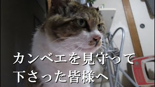 いつもの日常そこには今もカンベエが