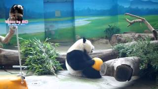 20150821圓仔的黃球不堪一擊一直逃走 The Giant Panda Yuan Zai