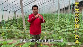 黄瓜定植后这一点一定要注意，不仅影响生根还严重影响产量