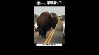 포유류 - 31 바이슨 (American Bison)