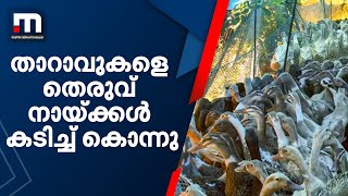 ആലപ്പുഴയിൽ 350 താറാവുകളെ തെരുവ് നായ്ക്കൾ കടിച്ച് കൊന്നു| Mathrubhumi News