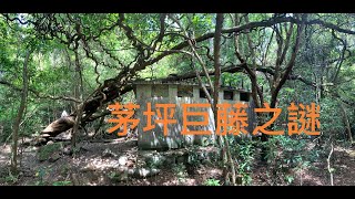 問⁉️十年百年千年《茅坪巨藤》的樹𠏉有幾粗？ 巨藤依靠的建築物是什麼？ 巨藤附近還有什麼東西？ 巨藤附近又有百年歷史的見證物？ 「梅子林北港古徑」定義是什麼？ 北港古道「竹林隧道」美得自然？