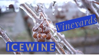 Exploring icewine and vineyards in Niagara