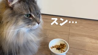 猫がご飯を食べなくなりました・・・・ノルウェージャンフォレストキャット