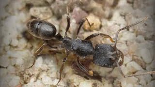 ザ・アンツ（TheAnts）の特級孵化で青品質特化アリのカタヅノハリアリ（Odontoponera transversa）が孵化する瞬間！！当特化アリ保有済みの為、自動的に対応特化アリ残骸に変換。