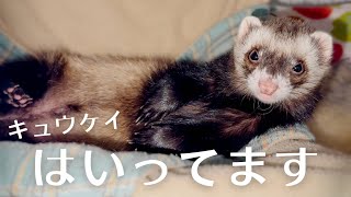 フェレットのケージをこっそり覗いて見た【ferret#1747】