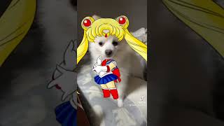 ショートvol.148 セーラー戦士ミルキー丸🐶 #セーラームーン #アニメ #ポメラニアン #pomeranian #癒し動画 #可愛い