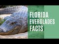 Facts about the florida everglades