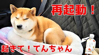 【京の柴犬てん】てんちゃん、久しぶりの遠出はアクシデント続出⁉　太郎の犬モノガタリ第317話