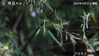 【福岡市植物園】2024.4.27現在のみごろ