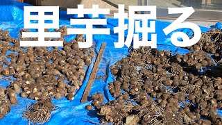 田舎暮らしの日常　今年は、里芋を全部掘って籾殻に入れて保存することにします　飛騨の山奥での生活