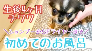 【チワワ】初めてのお風呂に挑戦！お風呂の流れをご紹介！【生後4ヶ月】【子犬】