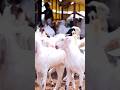 Best Beautiful Bakre #bakraeid #bakraeid2024 #bakraeidspecial #bakra #goats #trending #biggoats