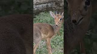 Dik-Diks.  Africa's tiny antelopes