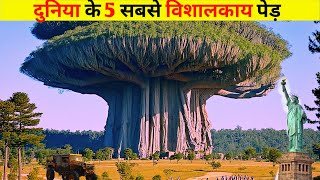 5 largest trees in the world Top 5 Biggest Trees in the World\