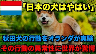 【海外の反応】オランダの実験で秋田犬が驚くべき行動をとり世界中で話題になった理由