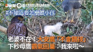 鳳頭蒼鷹爸「不會餵孩」 下秒母鷹霸氣回巢：我來啦｜鳥類｜生態