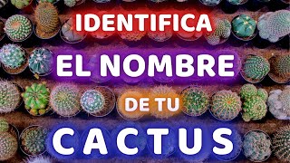 NOMBRES DE CACTUS MAS DIFICULTAD DE CUIDADOS -FACIL-MEDIO-DIFICIL || CRECIMIENTO LENTO Ó RAPIDO