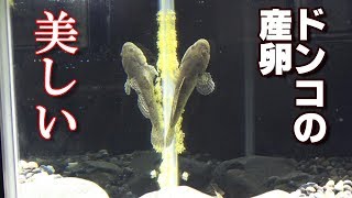 凄い数！  ドンコが卵を産んだ！  【ドンコ水槽#7】