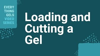 Loading and Cutting a Gel