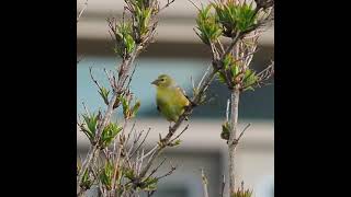 American Goldfinch Calling Loudly In Tree - Bird Calls, Songs, and Sounds - #shorts