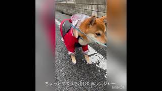 レインコートデビューで絶望する柴犬こたろー　looking desperate having to wear a rain coat / Shibainu Kotaro