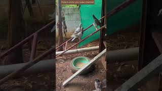 பறவைகளின் பாசம் பழக பழக தான் புரியும் #birdsfeeding#birdslove #birds #birdslover #gardentour #feed