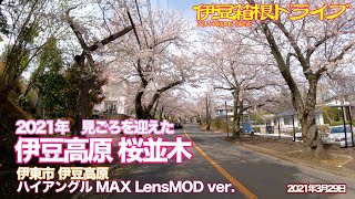 【伊豆箱根ドライブ】2021年 見ごろを迎えた 伊豆高原 桜並木 伊東市伊豆高原 ハイアングル MAX LensMOD ver.