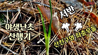 가을의 끝자락ㅣ오랜 산친구와 난초산행(한국춘란 야생난초 산행기)