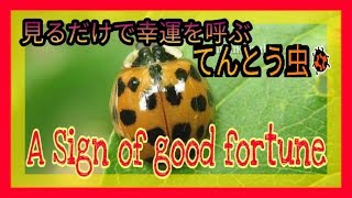 見るだけで幸運を呼ぶ【テントウ虫】🐞 Lucky just to see【Ladybug】