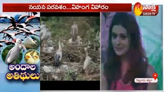 Huge Response For 2020 Flamingo Festival in Sullurpet | Nellore District | Details | Sakshi TV