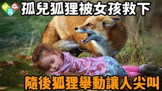 孤兒狐狸被女孩救下，當父母發現狐狸對女兒做了什麼時，他們忍不住尖叫起來#感動 #淚目 #不可思議 #震驚 #奇跡 #心靈飼養員