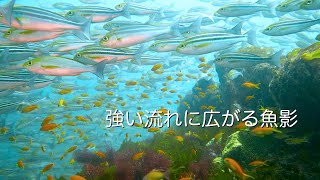 Diving Vlog 館山 西川名 202307k【4K】強い流れに広がる魚影