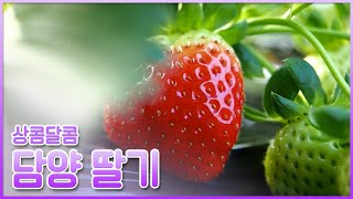 새콤달콤 딸기 어디까지 먹어봤니? 담양에서 갓 딴 딸기 맛보기 🍓