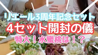 リエールさん3周年記念セット×４！計24個開封！特大多肉がこんなに♪