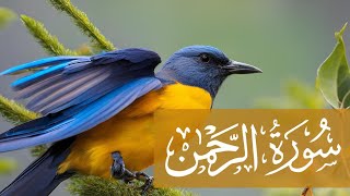 Surah Rahman Recitation || Surah Rehman Tilawat #008 || (سورۃ الرحمان)