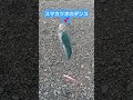 スマカツオのダンス🐟️ ショート ショート動画 shorts short カツオ スマカツオ 高知釣り 釣り つり fish fishing 魚釣り 魚 さかな 釣りガール