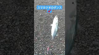 スマカツオのダンス🐟️#ショート #ショート動画 #shorts #short #カツオ #スマカツオ#高知釣り #釣り #つり #fish #fishing #魚釣り #魚 #さかな #釣りガール