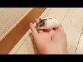 呼ぶとダッシュで駆けつけるハムスター【うまる 5】hamster runs up to me when i call his name.