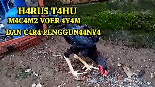 Macam Macam Cara Penggunaan Voer Ayam yang Benar