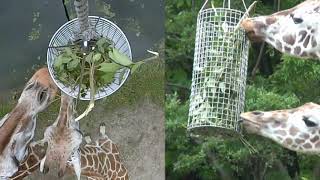 【東山動植物園公式】キリンのつりかご～上から見てみた～ 《 アミメキリン　キリン 》