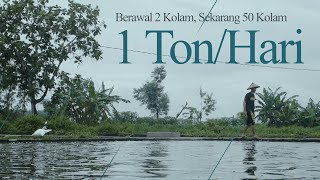 Budidaya Ikan Patin Omzet 1 ton/ hari [Pagersari, Kalidawir, Tulungagung]