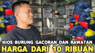 KIOS BURUNG GACORAN DAN RAWATAN HARGA DARI 10 RIBU DI PASAR BURUNG PRAMUKA