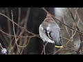 野鳥動画　キレンジャク②