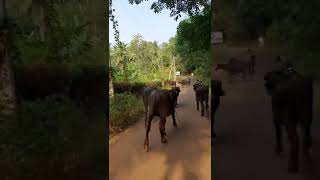 ഹരിയാന മുറ പുതിയ ലോഡ് വന്നിട്ടുണ്ട് കോഴിക്കോട് പാലക്കാട് 8589022202 9562752202