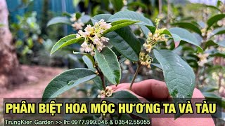 Cách phân biệt mộc hương ta và mộc hương tàu -Trung kiên garden, zalo: 035.42.55055 & 0961.700.535